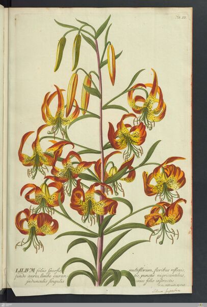 Datei:Nat G fol 598 Trew.jpg